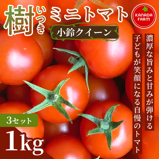 [先行予約]樹(いつき)ミニトマト(小鈴クイーン)1kg 3セット 新鮮野菜 フルーツ 旬 サラダ デザート お弁当 朝食 料理用 そのまま食べる おうちごはん お取り寄せ 濃厚なコクと甘み 産地直送 贈り物 手土産 愛知県 豊橋市