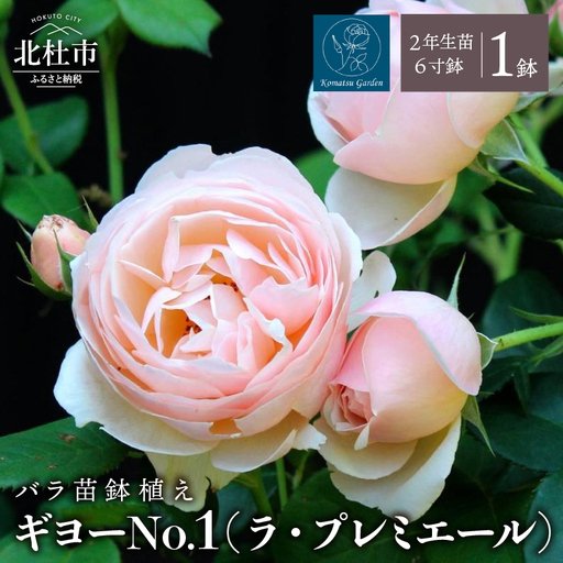 [2027年2月以降発送]バラ苗鉢植え「ギヨーNo.1(ラ・プレミエール)」 [h190]