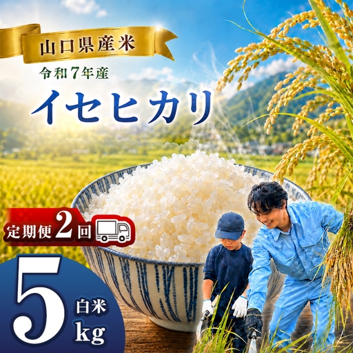 【 定期便 】 令和7年産 山口県産米 イセヒカリ 5kg 2回