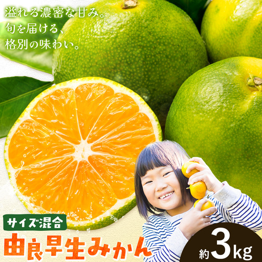 みかん 由良 早生 みかん 約3kg エイワ商店