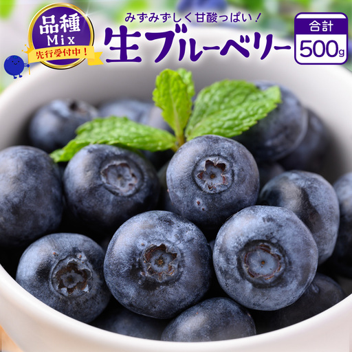 【2027年先行予約】南大隅産 (生)ブルーベリー 品種ミックス詰め合わせ ≪100g×5P≫ BO-1 ｜ ブルーベリー 生 大粒 小分け 旬 産地直送 果物 フルーツ くだもの 新鮮 農園 冷蔵 鹿児島県 南大隅町 本土最南端からお届けします！