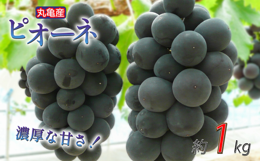 [2026年8月上旬から順次発送] ピオーネ 約1kg 2-3房入