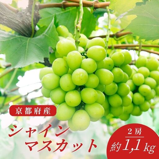 先行予約 シャインマスカット 約1.1kg 2房 京都産