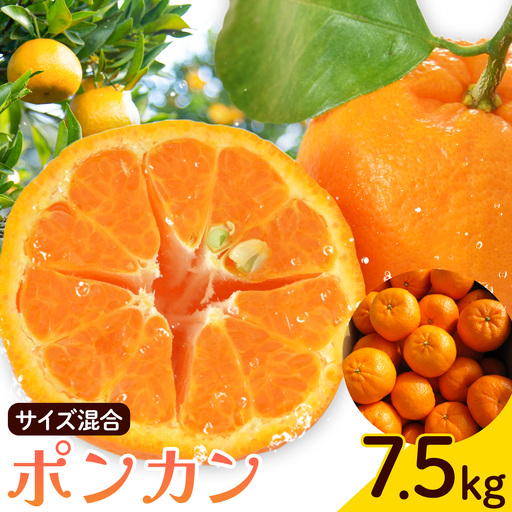 ポンカン サイズ混合 7.5kg エイワ商店