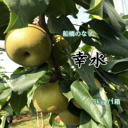 船橋のなし 幸水 5kg(大金園)