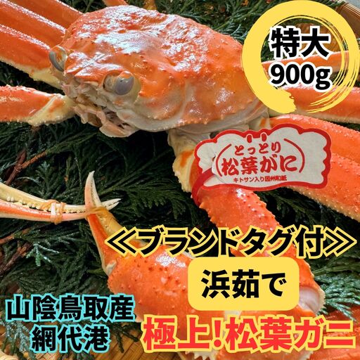 [ブランドタグ付]浜茹で!松葉ガニ(特大)900g 1枚 鳥取網代港 岩美 松葉がに ずわいがに かに ※お届けは2026年11月中旬〜[さかなや新鮮組][22094]