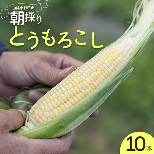 朝採り とうもろこし 10本 採れたて 朝採れ 糖度20以上 とうきび トウキビ トウモロコシ コーン 野菜 食品 F6L-1413