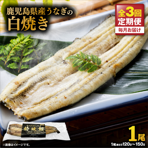 【 全3回 定期便 】 鹿児島県産 うなぎ の 白焼き 1尾 KN174-T06 定期 ウナギ 鰻 冷凍