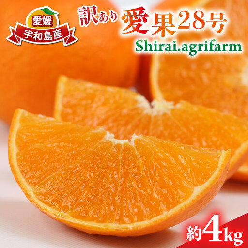 【紅まどんなと同品種】 訳あり 愛果28号 約4kg Shirai.agrifarm 先行予約 まどんな B015-115013
