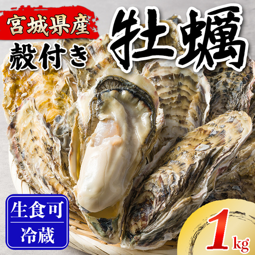 松島牡蠣屋 殻付き牡蠣(生食用) 1kg 生牡蠣 宮城県産 牡蛎 牡蠣 カキ オイスター カキフライ 牡蠣鍋 海鮮 国産 魚貝類 [菊地水産合同会社]tm744