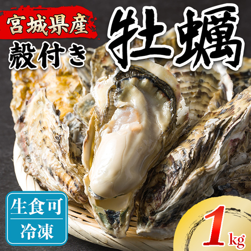 松島牡蠣屋 冷凍牡蠣(生食用) 1kg 宮城県産 牡蛎 牡蠣 カキ オイスター カキフライ 牡蠣鍋 海鮮 国産 魚貝類 急速冷凍 [菊地水産合同会社]tm749