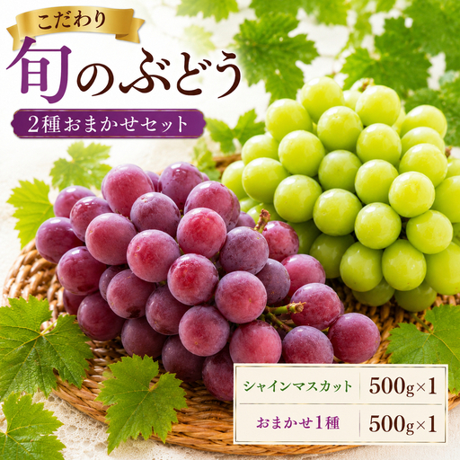 美浜町産 こだわり旬のぶどう 2種おまかせセット(シャインマスカット+ピオーネ/グロスクローネ/タカスミ/クイーンニーナ) | 先行予約 愛知県 美浜町
