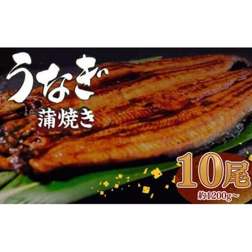 有頭 うなぎ 蒲焼 10尾 1.2kg以上（ 120g～140g × 10尾 ） 