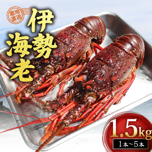 【伊勢海老】1.5kg 冷凍 活き締め 下田産