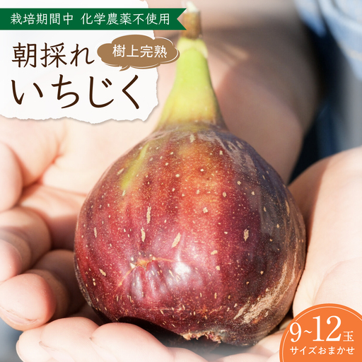 【先行予約】 完熟いちじく 9-12玉（サイズおまかせ） / いちじく フルーツ 完熟 朝採れ イチジク 岐阜市 / tete. 【配送不可地域：北海道・沖縄・離島】[ANJZ001]