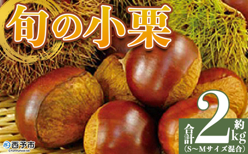 ＜旬の小栗 合計約2kg 愛媛県西予市産＞『9月上旬～10月中旬迄に順次出荷予定』 小さい 和栗 クリ くり 甘い ホクホク 小粒 マロン モンブラン 栗ご飯 栗きんとん 甘露煮 旬 国産栗 お取り寄せ サイズ 不揃い 家庭 特産品 国産 秋の味覚 宇都宮物産【冷蔵】UUB0105