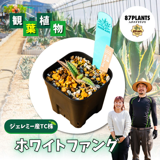 多肉植物 アガベ ホワイトファング 園芸 ガーデニング Agave