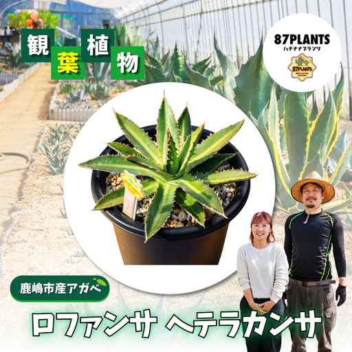 多肉植物 アガベ ロファンサ ヘテラカンサ 園芸 ガーデニング 多肉植物