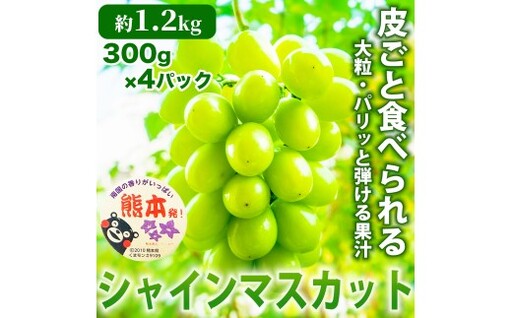シャインマスカット ぶどう 4パック 約1.2kg くだもの 果物 フルーツ 果実 果汁 果肉 食感 甘み 香り 国産 熊本県産 マスカット 葡萄 ブドウ 皮ごと シャーベット ご褒美 旬 [ 2026年07月下旬発送開始 ]