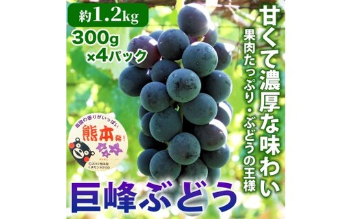 巨峰 ぶどう 4パック 約1.2kg くだもの 果物 フルーツ 果実 果汁 果肉 食感 甘み 香り 国産 熊本県産 葡萄 ブドウ 大粒 高級 濃厚 旬 [ 2026年7月下旬発送開始 ]