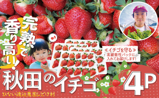 完熟で香り高い！秋田のイチゴ 4パック ＜揺りかごパック＞　 180P3401【ひない渡辺農園しどけ村】