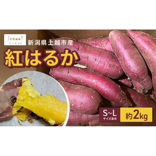 [先行予約]新潟県上越市産 紅はるか サツマイモ さつまいも S-Lサイズ混合 約2kg 秋山農場グリーンプロジェクト