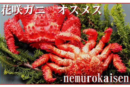 【北海道根室産】花咲ガニオスメス各1尾(計1kg前後) A-57008