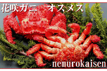 【北海道根室産】花咲ガニオスメス各1尾(計1.3kg前後) B-57006