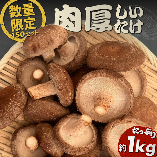 [先行予約][数量限定150セット]不揃い肉厚しいたけ 約1kg しいたけ シイタケ 椎茸 きのこ キノコ 不揃い 神奈川 横須賀[AKIO001]
