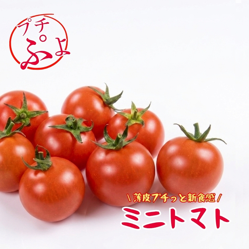 [2026年7月〜順次発送]ミニトマト プチぷよ 約500g (3〜4パック) | 先行予約 希少 トマト ぷちぷよ 人気 大阪 河内長野 こっしーファーム 料理 国産農産物 めずらしい 野菜
