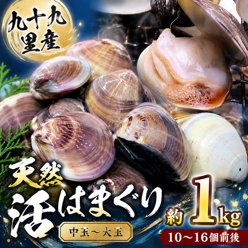 九十九里産 天然 活はまぐり(中玉〜大玉) 約1kg(10〜16個前後) / はまぐり ハマグリ 蛤 天然 活 ハマグリ 蛤 生 冷蔵 中玉 大玉 貝 貝類 魚介 魚貝 魚介類 海鮮 砂抜き済 1kg 九十九里産 匝瑳市 産地直送 産直 千葉県 匝瑳市