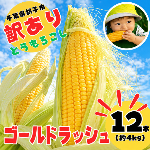 先行予約 訳あり とうもろこし 12本(約4kg) 銚子産 とうもろこし