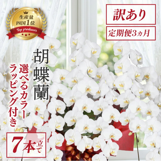 [定期便3ヶ月] [訳あり] 胡蝶蘭 7本立て 白 花