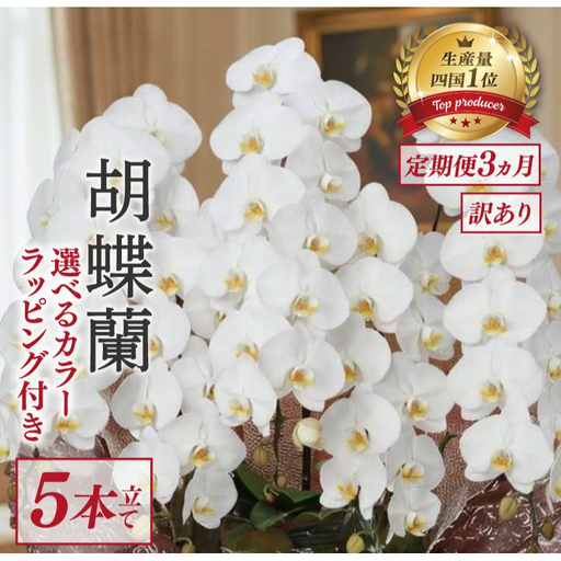 【定期便3ヶ月】 【訳あり】 胡蝶蘭 5本立て 白 ハイグレード 花
