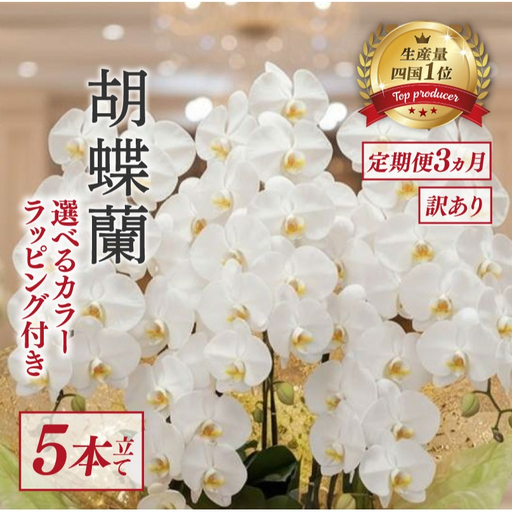 【定期便3ヶ月】 【訳あり】  胡蝶蘭 5本立て 白 スタンダード 花