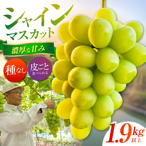 【先行予約】 シャインマスカット 1.9kg以上 【小林農園】 / ブドウ ぶどう 果物 種なし[HAX009]