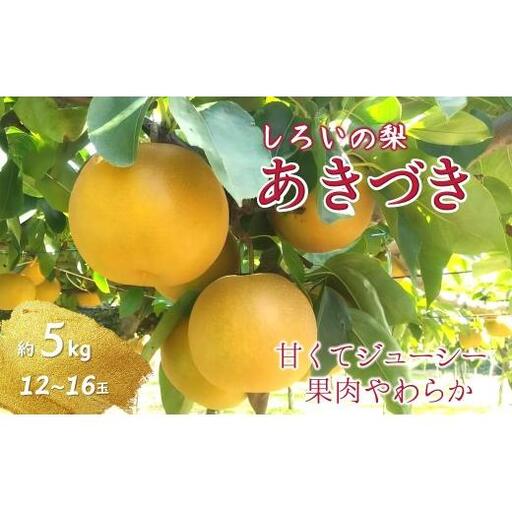 【2026年秋収穫分】あきづき 5kg 12～16玉 しろいの梨 予約受付 果汁たっぷり 甘い 美味しい ジューシー 千葉県 白井市