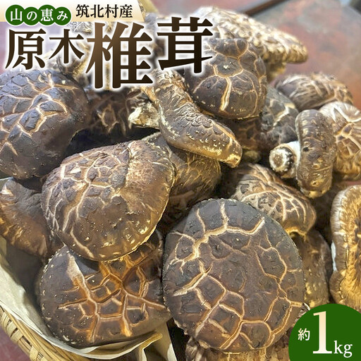 先行予約【2027年3月上旬頃～順次発送予定】ちっくほっくふぁ～む　山の恵み　原木椎茸 1kg| 筑北村 農産物 きのこ 原木栽培 香り高い 旨味成分豊富 肉厚食感 出汁利用 煮物用途 食卓活用 調理素材 家庭用 人気 おすすめ 椎茸料理 和食素材 汁物 鍋料理 食材利用 加工食材 お取り寄せ 通販 送料無料 ふるさと納税