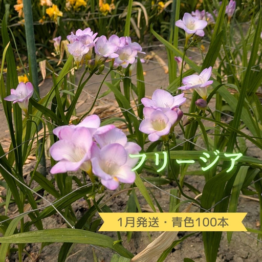 1月発送：優しい香り【フリージア】青色　100本