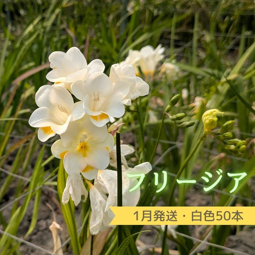 1月発送：優しい香り【フリージア】白色　100本