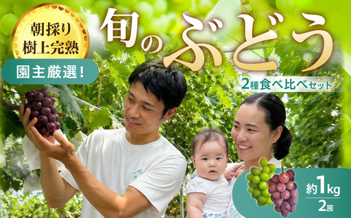 [朝採り樹上完熟]園主厳選!旬のぶどう2品種食べ比べセット フルーツ 103-01