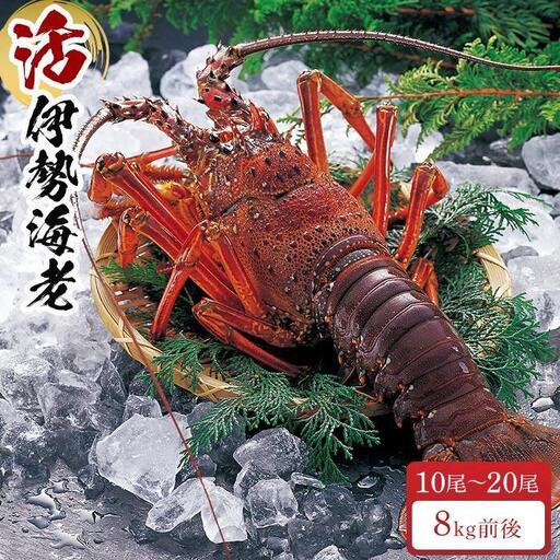 活 伊勢海老 10尾 ～ 20尾 セット 合計 約8kg 産地直送