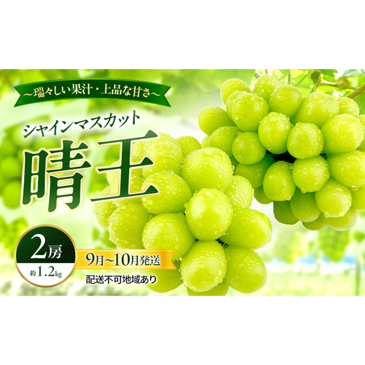 ぶどう 2026年 先行予約 シャインマスカット 晴王 2房 約1.2kg 9月～10月発送 岡山県産 シャインマスカット