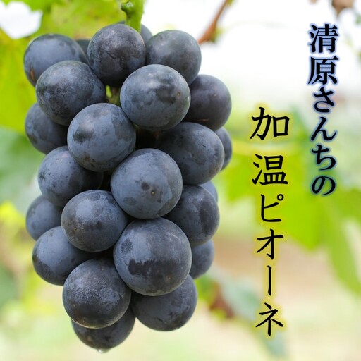 令和8年発送 / 清原さんちの加温ピオーネ約2kg_1582R