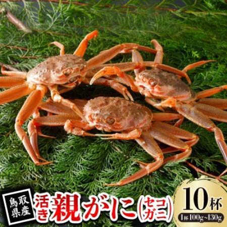 【先行予約】鳥取県産 活 親がに(セコガニ)100～130g×10杯 2026年11月発送【配送不可地域：離島・北海道・沖縄県・東北・信越、北陸】【1654001】