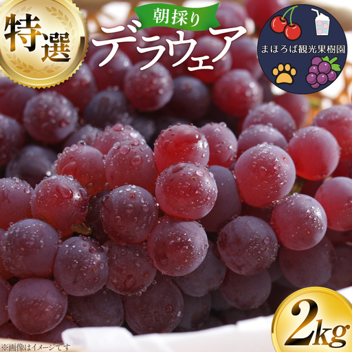 [期間限定発送] ぶどう 朝採り デラウェア 特選 2kg