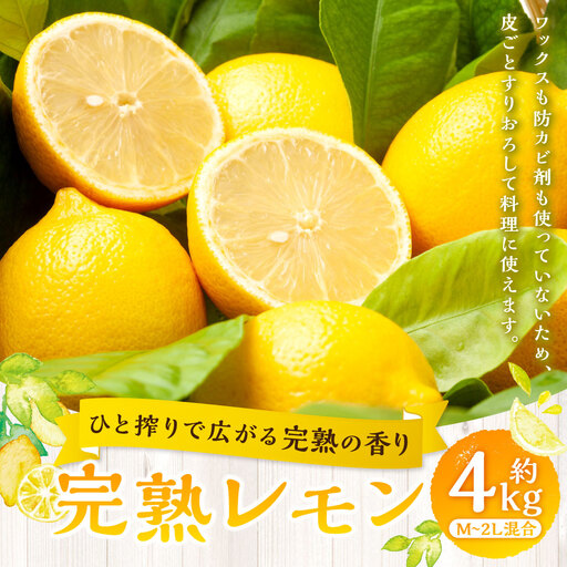 [ ひと搾りで広がる完熟の香り ] 完熟レモン 約4kg レモン れもん 檸檬 柑橘類 柑橘系 柑橘 くだもの 果物 フルーツ 果実 果汁 果肉 国産 愛媛県産 完熟 [ 2027年1月上旬〜4月下旬発送予定 ] ( 1043 )