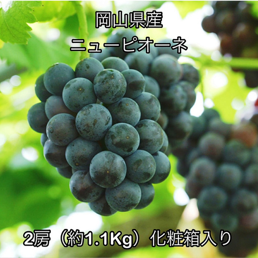 ニューピオーネ 2房(約1.1kg) 化粧箱入り 岡山県産