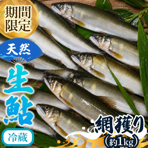 由良川 天然生鮎 冷蔵 網獲り約1kg 由良川漁業組合