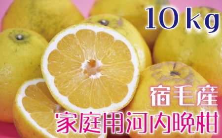 河内晩柑10kg【家庭用】 河内晩柑